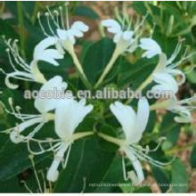 100% natural Honeysuckle / Factory supply honeysuckle flower extract, anti- cancer